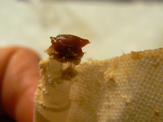Illustration for article titled What You Need To Know About Ear Wax